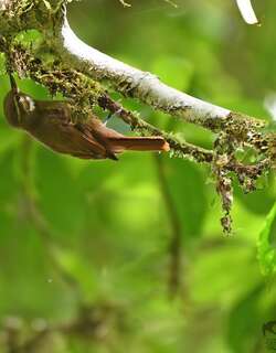 纯色翘嘴雀 / Plain Xenops / Xenops minutus