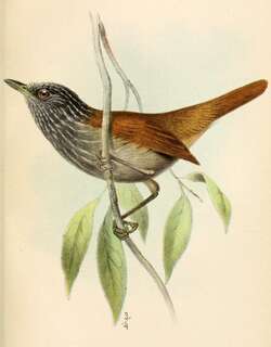 黑蚁鵙 / Black Antshrike / Thamnophilus nigriceps