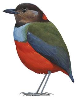 南摩鹿加八色鸫 / South Moluccan Pitta / Erythropitta rubrinucha
