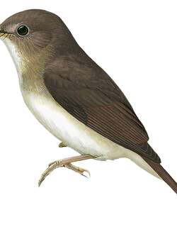 尼科巴林鹟 / Nicobar Jungle Flycatcher / Cyornis nicobaricus