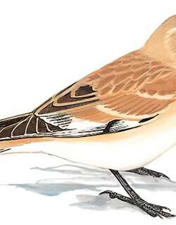 黑喉雪雀 / Pere David’s Snowfinch / Pyrgilauda davidiana