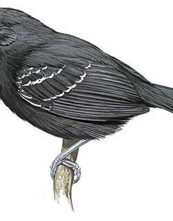 黑蚁鸟 / Black Antbird / Cercomacroides serva