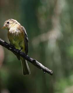 黄胸纹霸鹟 / Buff-breasted Flycatcher / Empidonax fulvifrons