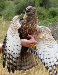 非洲泽鹞 / African Marsh Harrier / Circus ranivorus