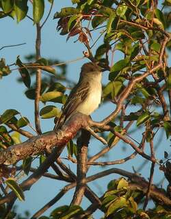 波多黎各蝇霸鹟 / Puerto Rican Flycatcher / Myiarchus antillarum