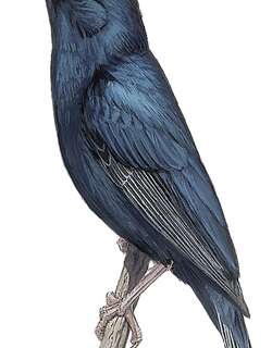 詹巴杜维达雀 / Jambandu Indigobird / Vidua raricola