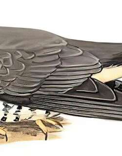 小杜鹃 / Lesser Cuckoo / Cuculus poliocephalus