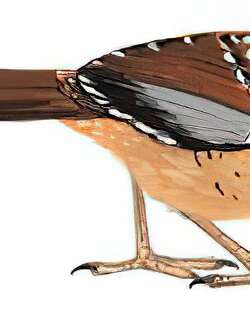 眼纹噪鹛 / Spotted Laughingthrush / Ianthocincla ocellata