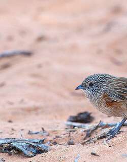 西草鹩莺 / Western Grasswren / Amytornis textilis