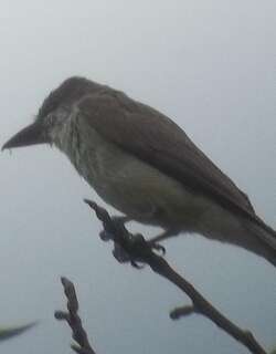 厚嘴王霸鹟 / Thick-billed Kingbird / Tyrannus crassirostris
