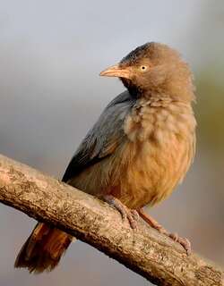 丛林鸫鹛 / Jungle Babbler / Argya striata