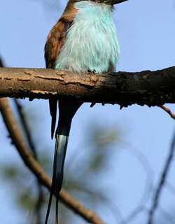扇尾佛法僧 / Racket-tailed Roller / Coracias spatulatus