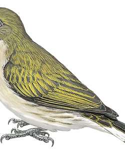 东非响蜜䴕 / Pallid Honeyguide / Indicator meliphilus