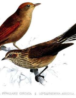 灰眉针尾雀 / Ash-browed Spinetail / Cranioleuca curtata