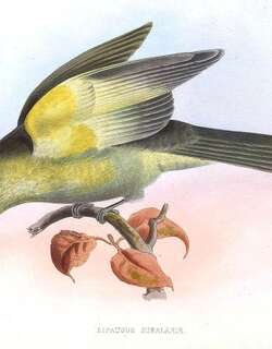 灰尾伞鸟 / Grey-tailed Piha / Snowornis subalaris