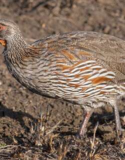 彩鹧鸪 / Grey-breasted Spurfowl / Pternistis rufopictus