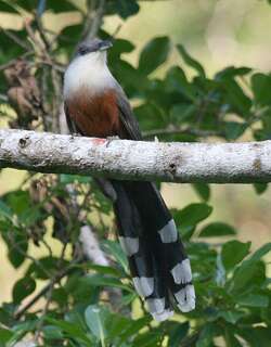栗腹鹃 / Chestnut-bellied Cuckoo / Coccyzus pluvialis