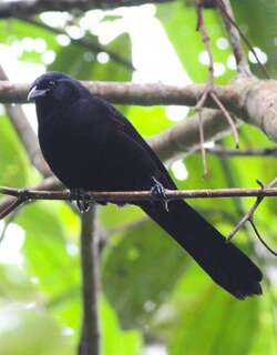 山鹩哥 / Colombian Mountain Grackle / Macroagelaius subalaris