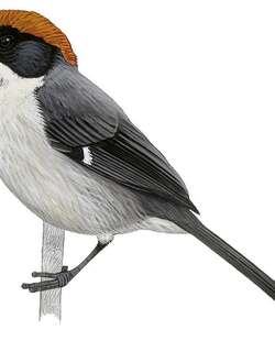 安省薮雀 / Antioquia Brushfinch / Atlapetes blancae