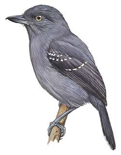 山蚁鵙 / Upland Antshrike / Thamnophilus aroyae