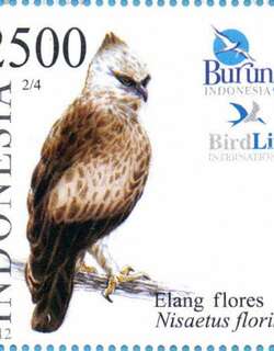 弗氏鹰雕 / Flores Hawk-Eagle / Nisaetus floris