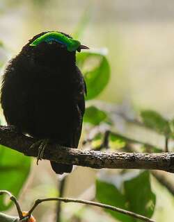 紫黑裸眉鸫 / Velvet Asity / Philepitta castanea