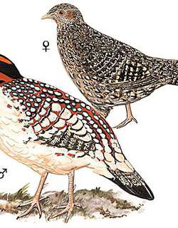 黄腹角雉 / Cabot’s Tragopan / Tragopan caboti