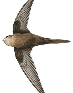 珍雨燕 / Scarce Swift / Schoutedenapus myoptilus