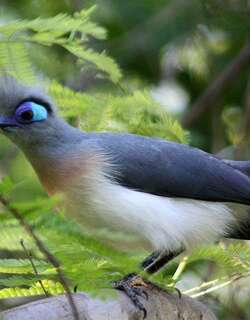 凤头马岛鹃 / Crested Coua / Coua cristata