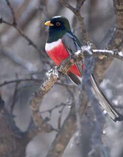 铜尾美洲咬鹃 / Elegant Trogon / Trogon elegans