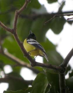 巴拉望山雀 / Palawan Tit / Pardaliparus amabilis