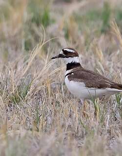 双领鸻 / Killdeer / Charadrius vociferus