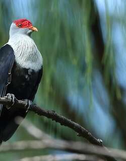 红冠蓝鸠 / Seychelles Blue Pigeon / Alectroenas pulcherrimus