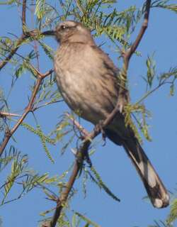 智利小嘲鸫 / Chilean Mockingbird / Mimus thenca
