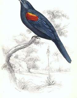 红肩鹃鵙 / Red-shouldered Cuckooshrike / Campephaga phoenicea