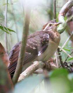 雉鹃 / Pheasant Cuckoo / Dromococcyx phasianellus