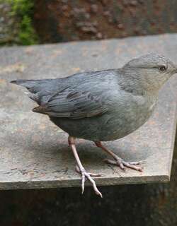 美洲河乌 / American Dipper / Cinclus mexicanus