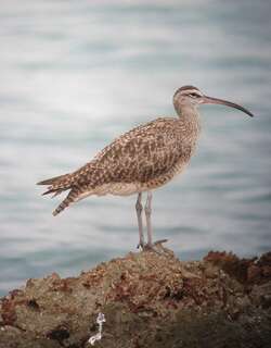 哈德森杓鹬 / Hudsonian Whimbrel / Numenius hudsonicus