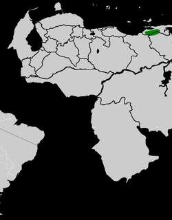 南美长尾蜂鸟 / Venezuelan Sylph / Aglaiocercus berlepschi