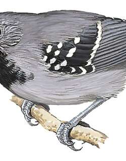 小蚁鹩 / Salvadori’s Antwren / Myrmotherula minor