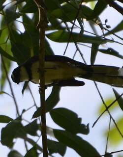 菲律宾斑扇尾鹟 / Philippine Pied Fantail / Rhipidura nigritorquis