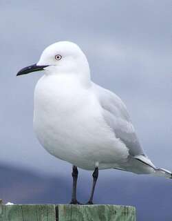 新西兰黑嘴鸥 / Black-billed Gull / Chroicocephalus bulleri