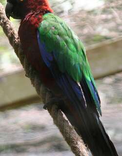 红胸辉鹦鹉 / Maroon Shining Parrot / Prosopeia tabuensis