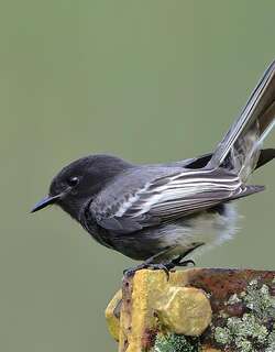 黑长尾霸鹟 / Black Phoebe / Sayornis nigricans