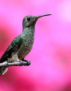 青喉蜂鸟 / Sapphire-throated Hummingbird / Chrysuronia coeruleogularis