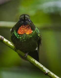 小领蜂鸟 / Flame-throated Sunangel / Heliangelus micraster