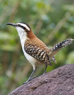 斯氏曲嘴鹪鹩 / Sclater’s Wren / Campylorhynchus humilis