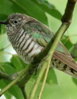 金鹃 / Shining Bronze Cuckoo / Chrysococcyx lucidus