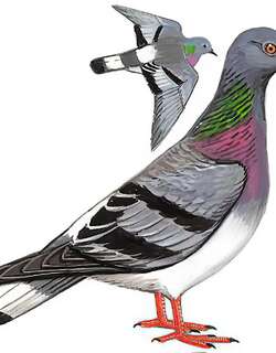 岩鸽 / Hill Pigeon / Columba rupestris