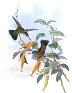 洪氏红嘴蜂鸟 / Humboldt’s Sapphire / Chrysuronia humboldtii